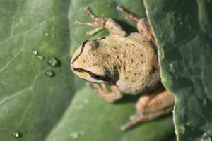 Pacific Tree Frog On The Cabbage Plant 070