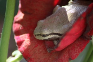 Pacific Tree Frog Turning Red 021