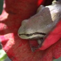 Pacific Tree Frog Turning Red 021