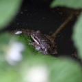 Paciic Tree Frog In Pond 632