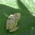 Pattern of a small frog 122