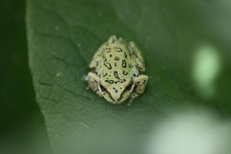 Small_Frog_951.jpg