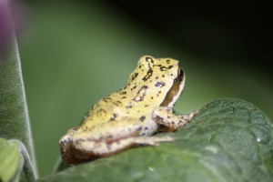 Wild Frog 096