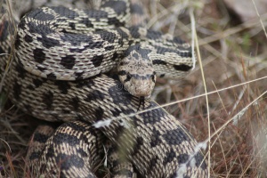 Wild Oregon Snake 613