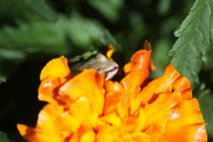 baby frog hiding within the marigold flower 139