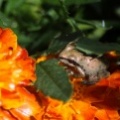 baby frog on the marigold flower 132