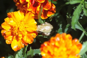 baby frog on the marigold flowers 199