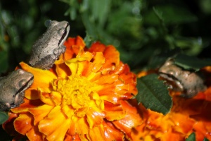 baby frogs on the maigold flowers 125