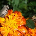 baby_frogs_on_the_maigold_flowers_125.jpg
