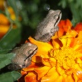 baby frogs on the marigold flowers 122