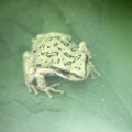 frog 1002
