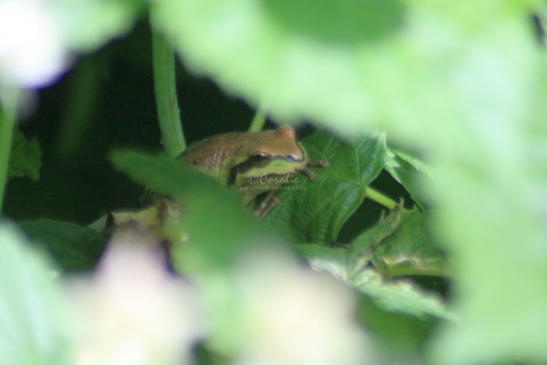 frog_2015-06-03_069.jpg