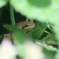 frog 2015-06-03 069