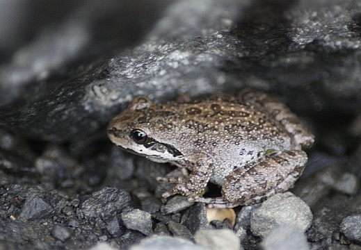 Fish Frogs Lizards - display this album Fish Frogs Lizards