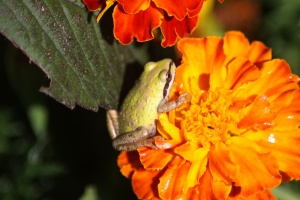 frog on the marigold flower 137