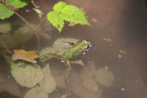 frog swimming 302