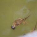 frog tadpole 039