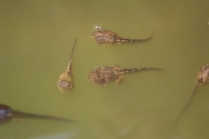 frog tadpoles in the pond 043