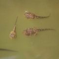 frog tadpoles in the pond 043