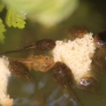 frog toad tadpoles 048