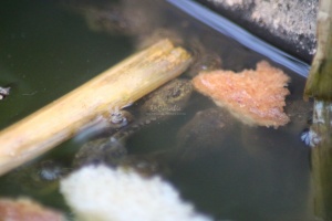 frog toad tadpoles 078