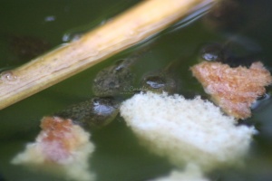 frog toad tadpoles 085