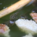 frog toad tadpoles 085