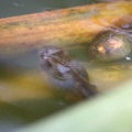 frog toad tadpoles 111