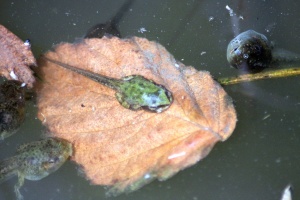 frogs life in the pond 809