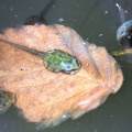 frogs_life_in_the_pond_809.jpg