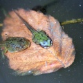 frogs life in the pond 817