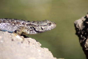 lizard 844