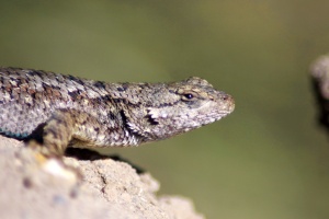 lizard 854