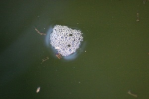 mosquito larvae that gets eaten by frogs 084