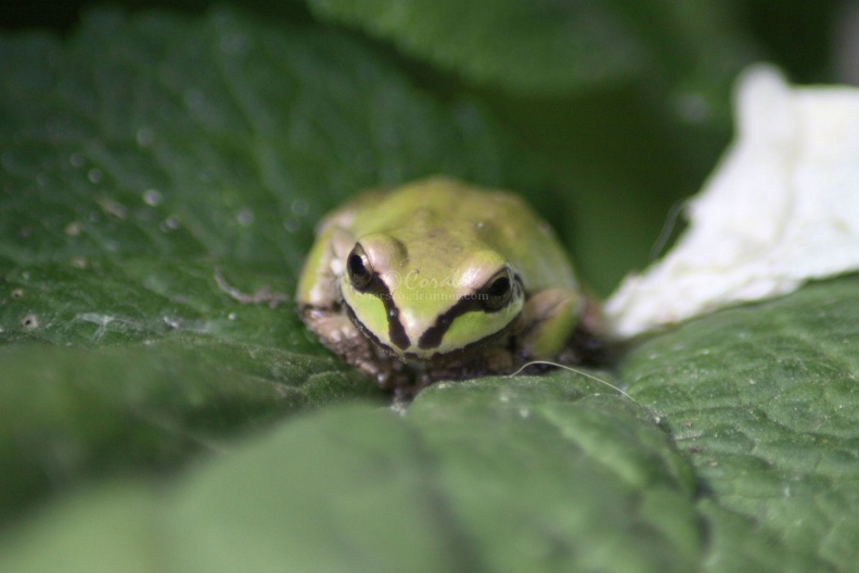 pointy_nose_small_frog_414.jpg
