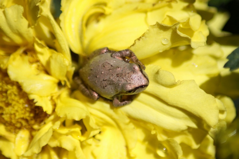 young_frog_on_marigold_flower_217.jpg