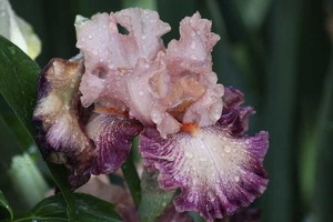 102 Bearded Iris Flower 184 Sample File 4704x3136