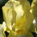 113 Bearded Iris Flower Yellow 976 3136x4704
