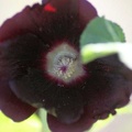 124 Black Hollihock Flower 111 4704x3136