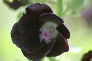 20 Black Hollihock Flower 521 4704x3136