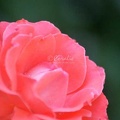 58 Orange Rose Flower 240 4704x3136