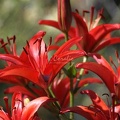 63 Red Lily FLowers 012 3136x4704