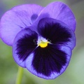 65 The Blue Pansy Flower 202 4704x3136