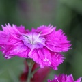 Dianthus Flower 245