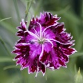 Dianthus Flower 254