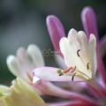 Honeysuckle_Flower_533.jpg