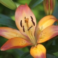 Lily Flower 446