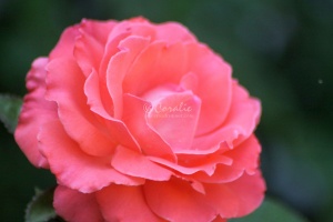 Orange Rose Flower 227