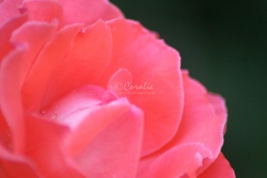 Orange Rose Flower 233