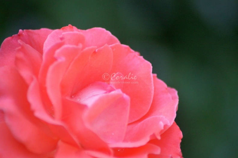 Orange_Rose_Flower_240.jpg